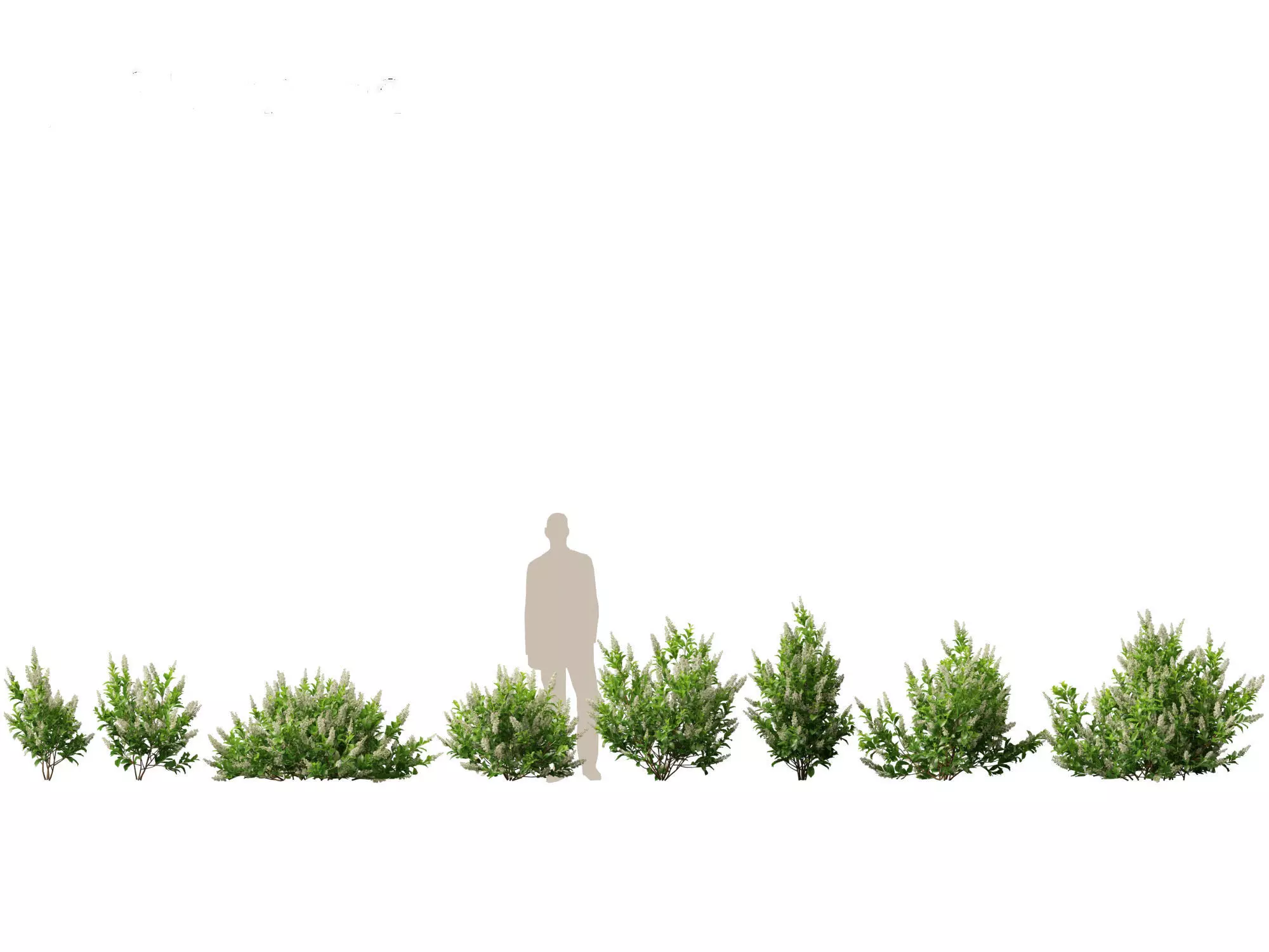 Aquatic  Wetland Plants Pack 45 3D model_3