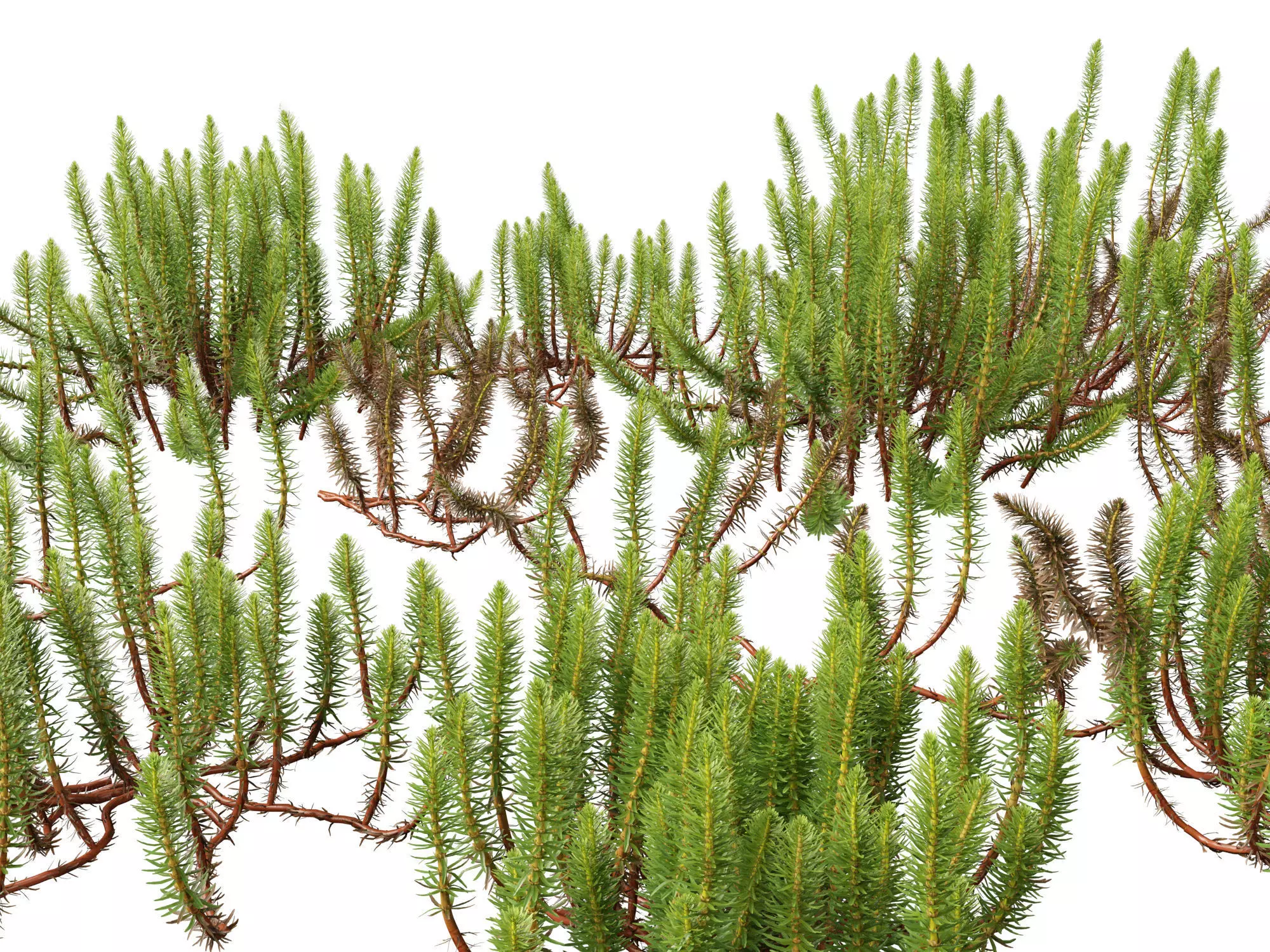 Aquatic  Wetland Plants Pack 45 3D model_10