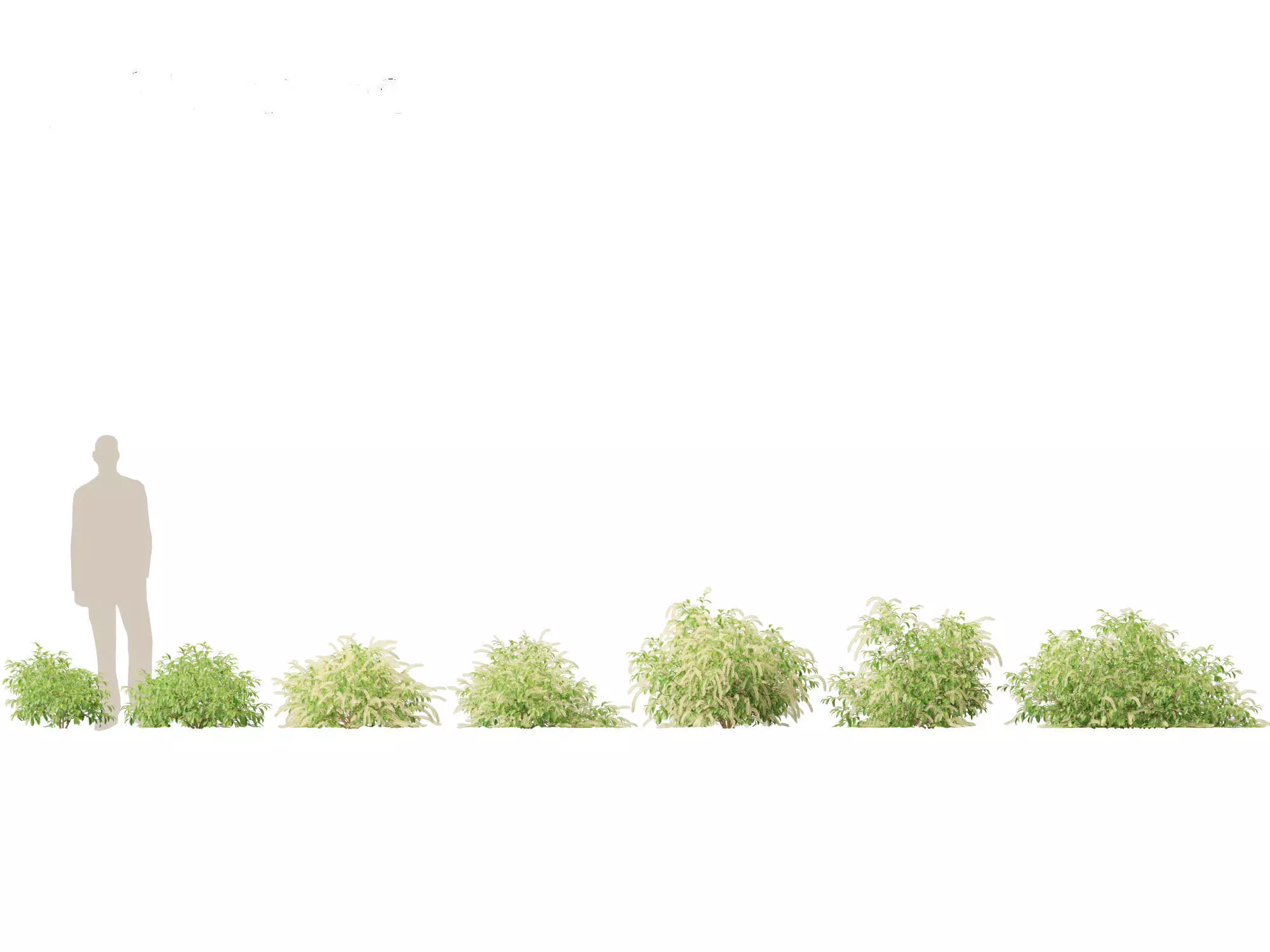 Aquatic  Wetland Plants Pack 45 3D model_15