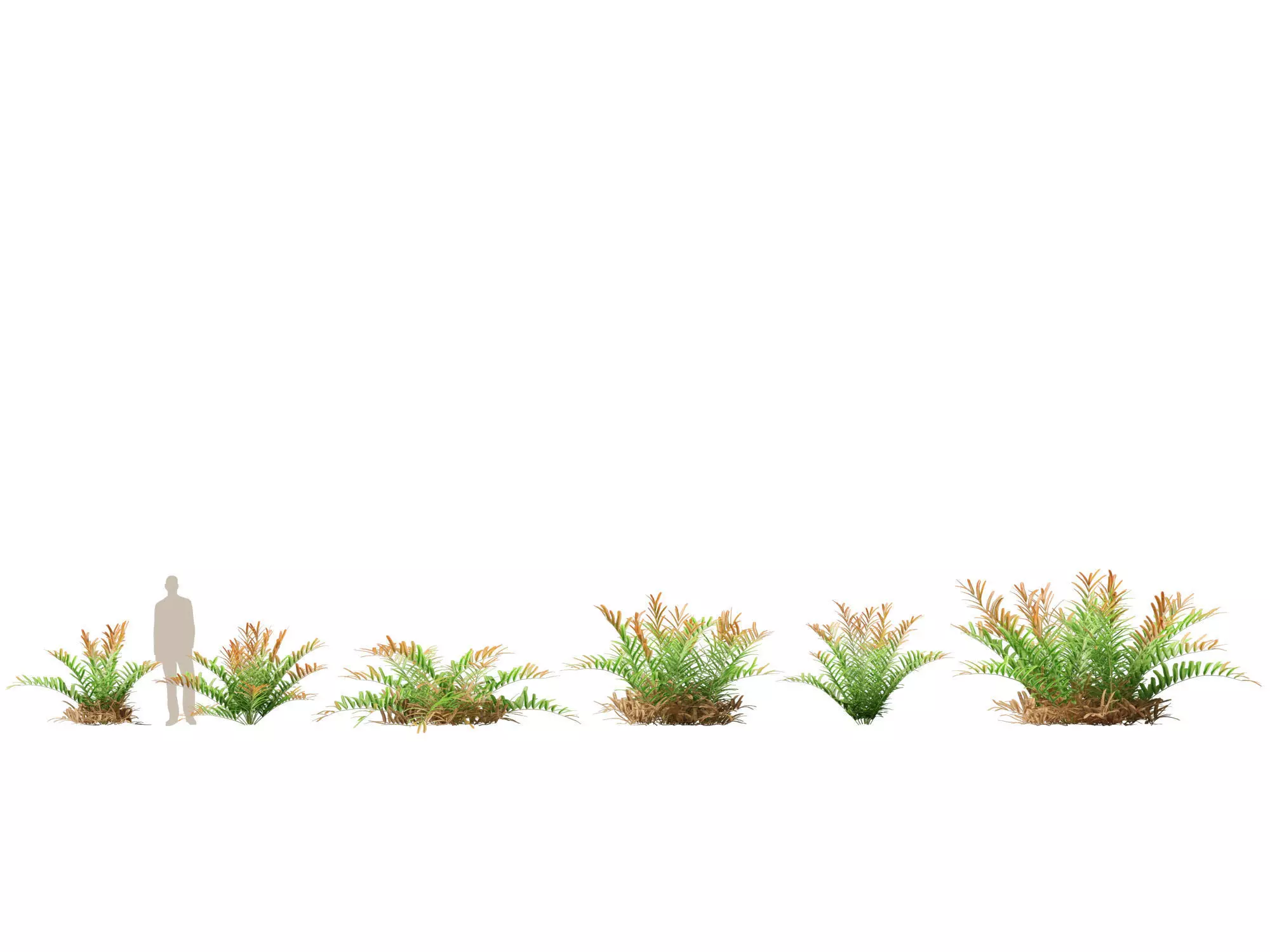 Aquatic  Wetland Plants Pack 45 3D model_1