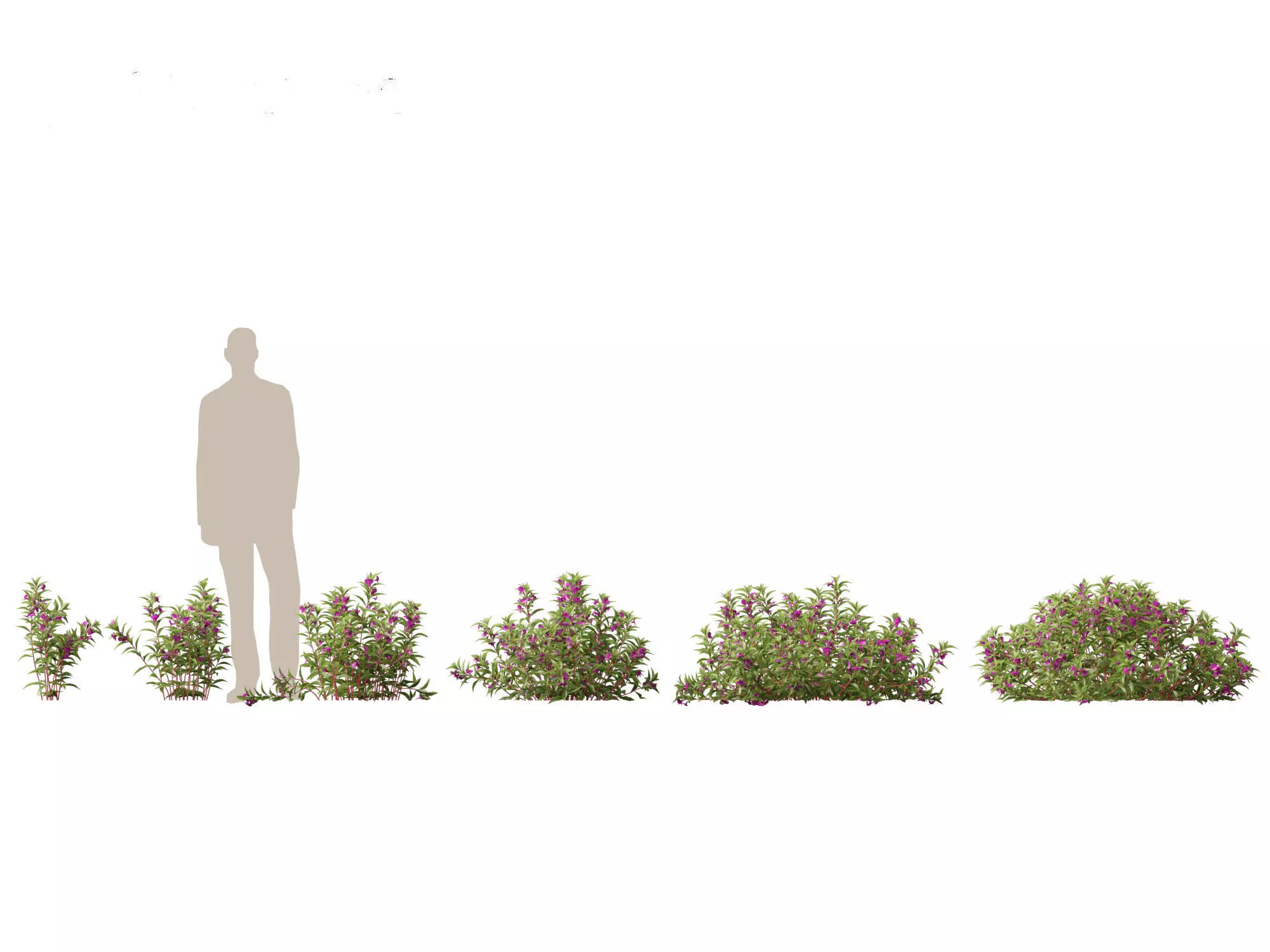 Aquatic  Wetland Plants Pack 45 3D model_11