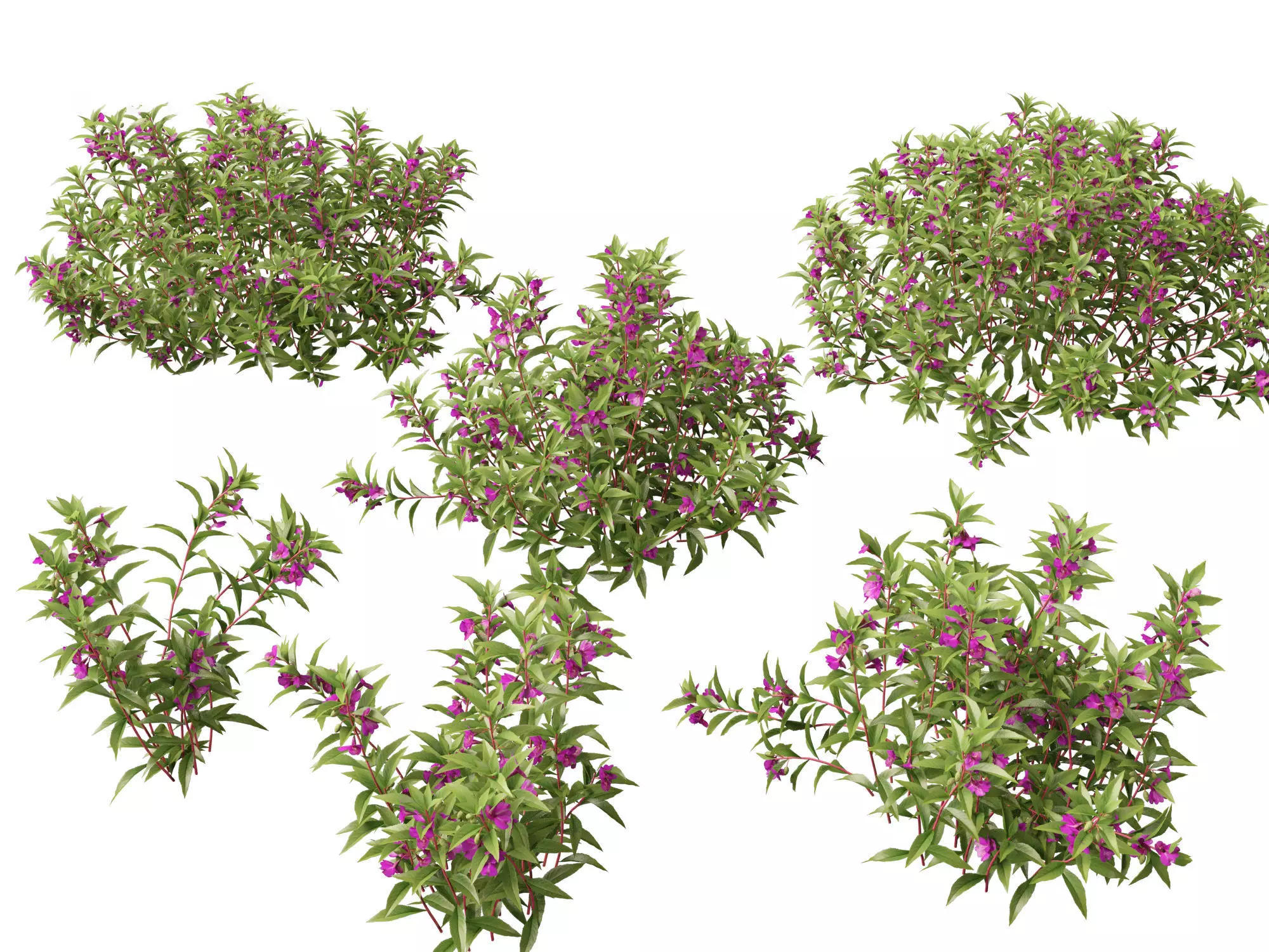 Aquatic  Wetland Plants Pack 45 3D model_12