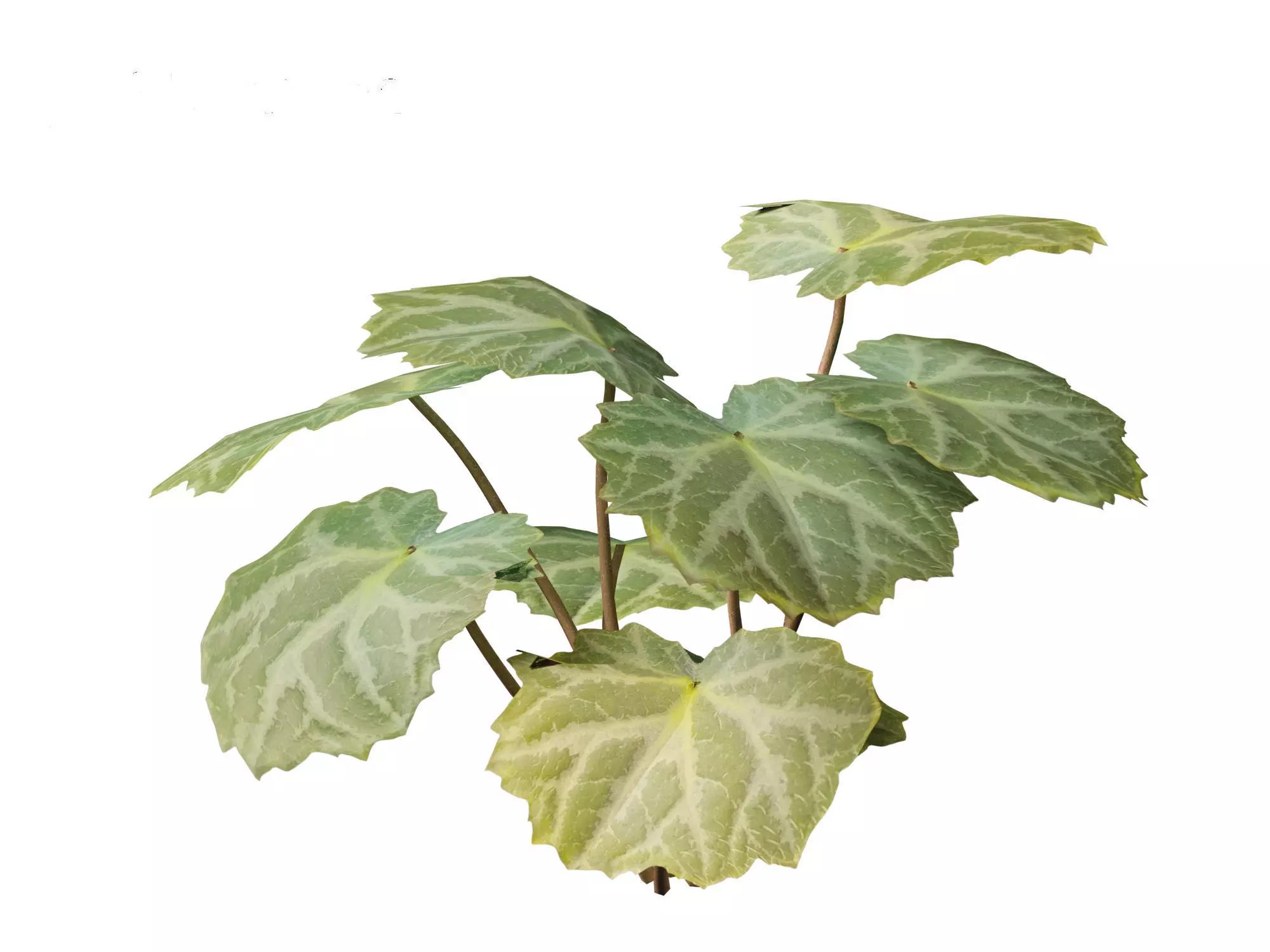 Aquatic  Wetland Plants Pack 45 3D model_27