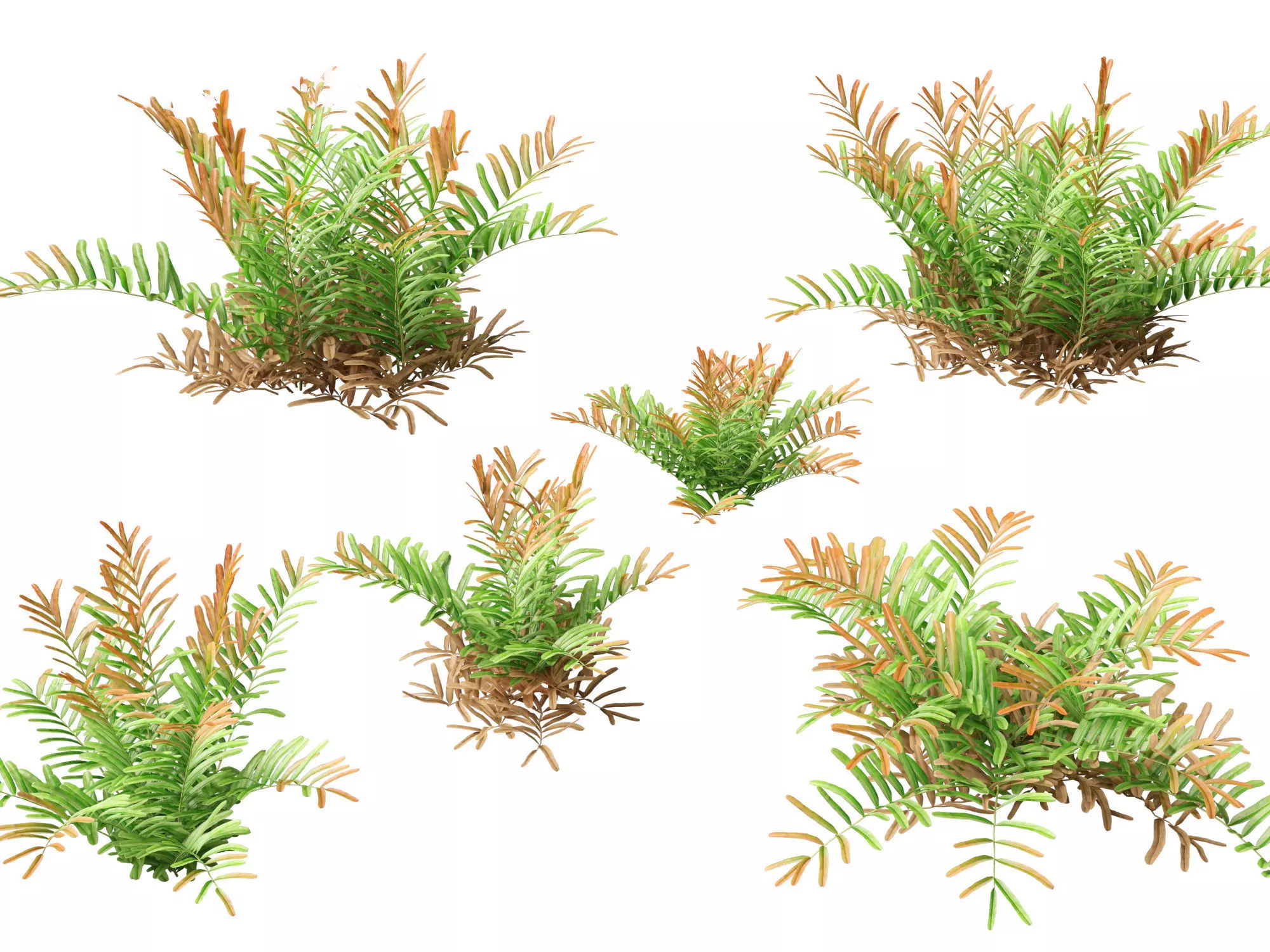Aquatic  Wetland Plants Pack 45 3D model_2