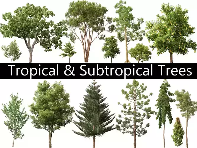 Tropical  Subtropical Trees Pack 46 3D model