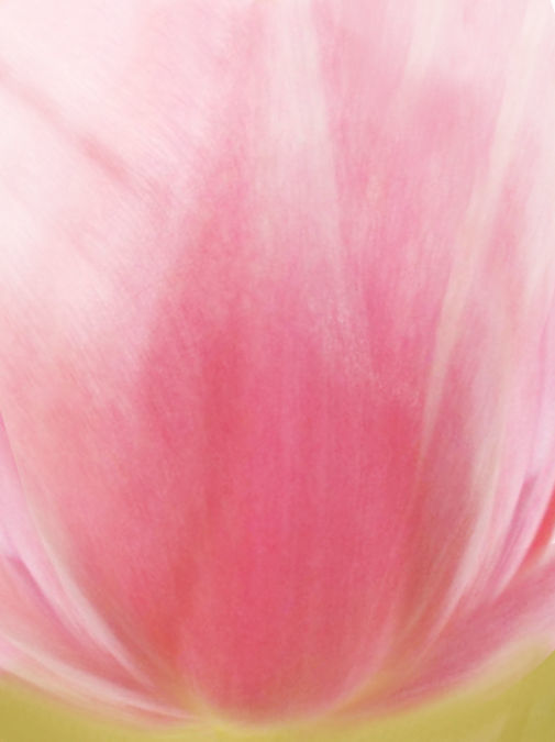 flower tulips in pitcher 3D model_7