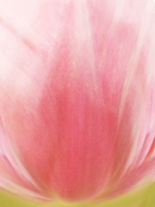 flower tulips in pitcher 3D model_3