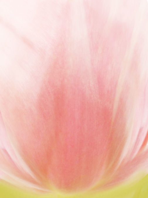 flower tulips in pitcher 3D model_5