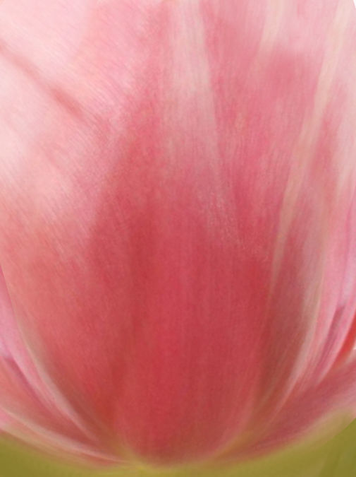 flower tulips in pitcher 3D model_2