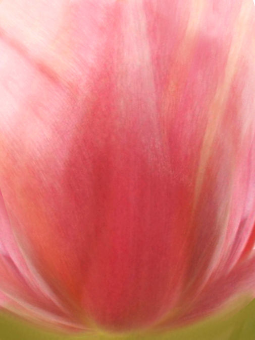 flower tulips in pitcher 3D model_6