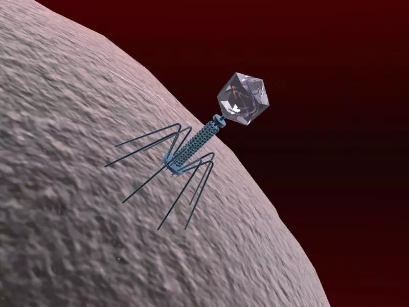 Bacteriophage Virus 3D model_0