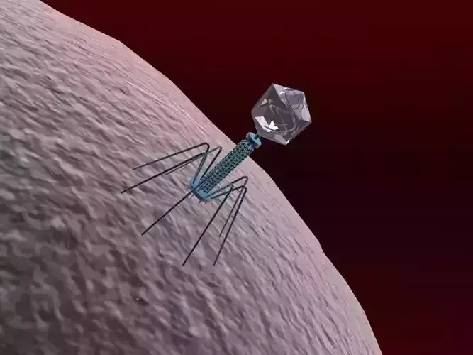 Bacteriophage Virus 3D model