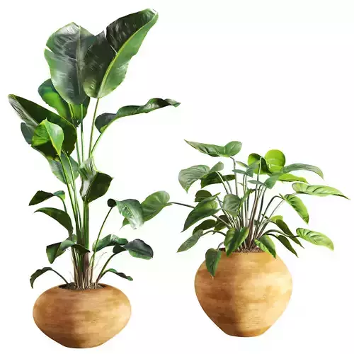 Faux Banana Syngonium in Terracotta Pots