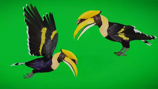 Great Hornbill Bird