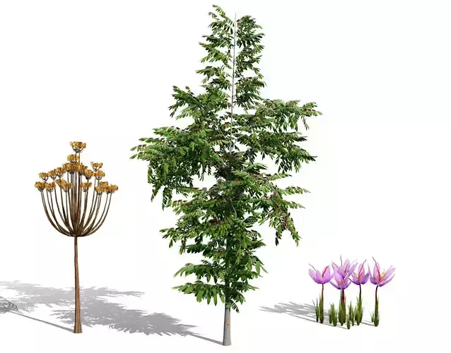 Photorealistic Moroccan Flora Collection