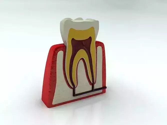 Tooth with Cutaway