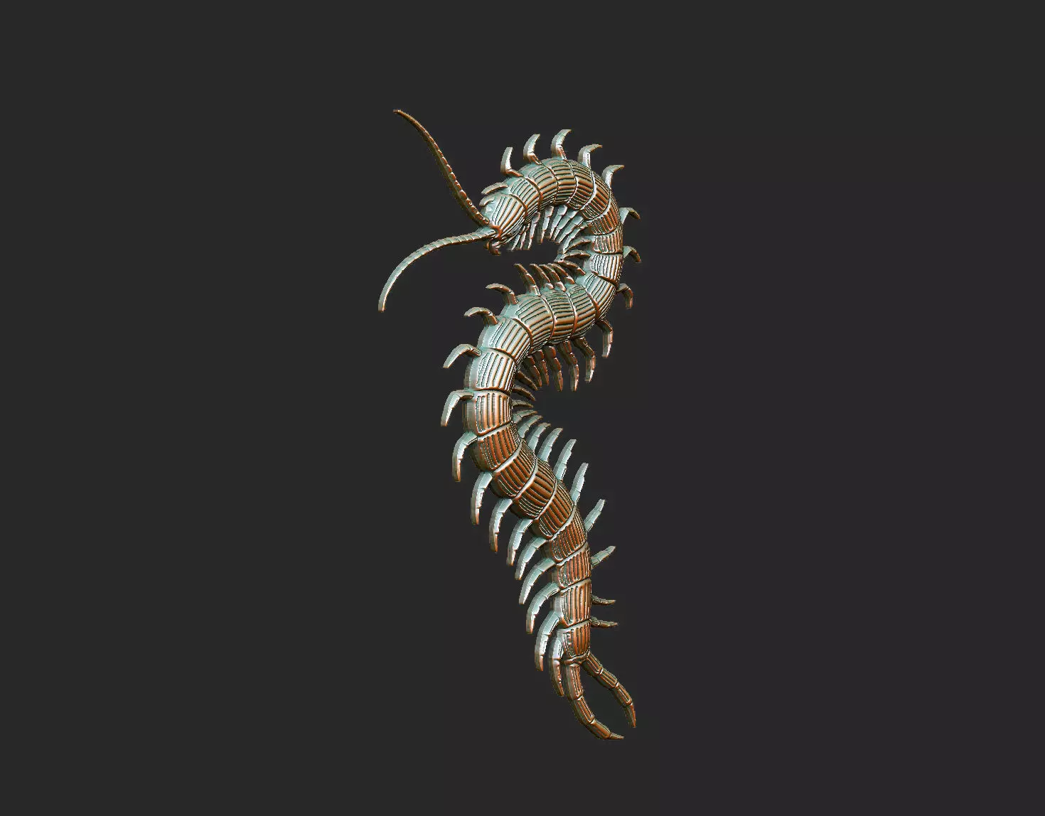 Centipede arthropod invertebrate worm insect spiral  3D print model_4