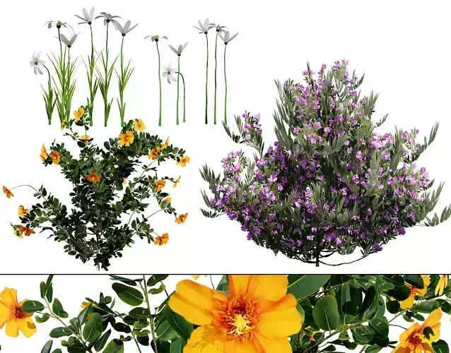 Photorealistic Moroccan Flora Pack