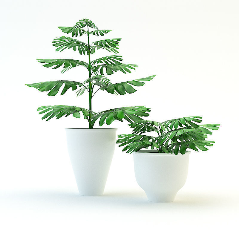 Plants Monstera Low-poly 3D model_3