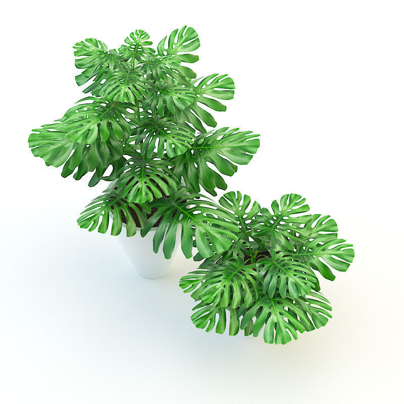 Plants Monstera Low-poly 3D model_1