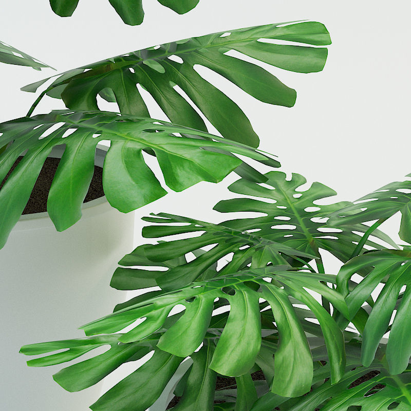 Plants Monstera Low-poly 3D model_2