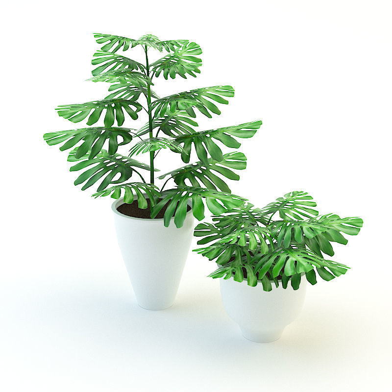 Plants Monstera Low-poly 3D model_0