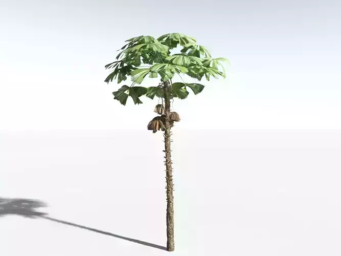 EVERYPlant Australian Fan Palm