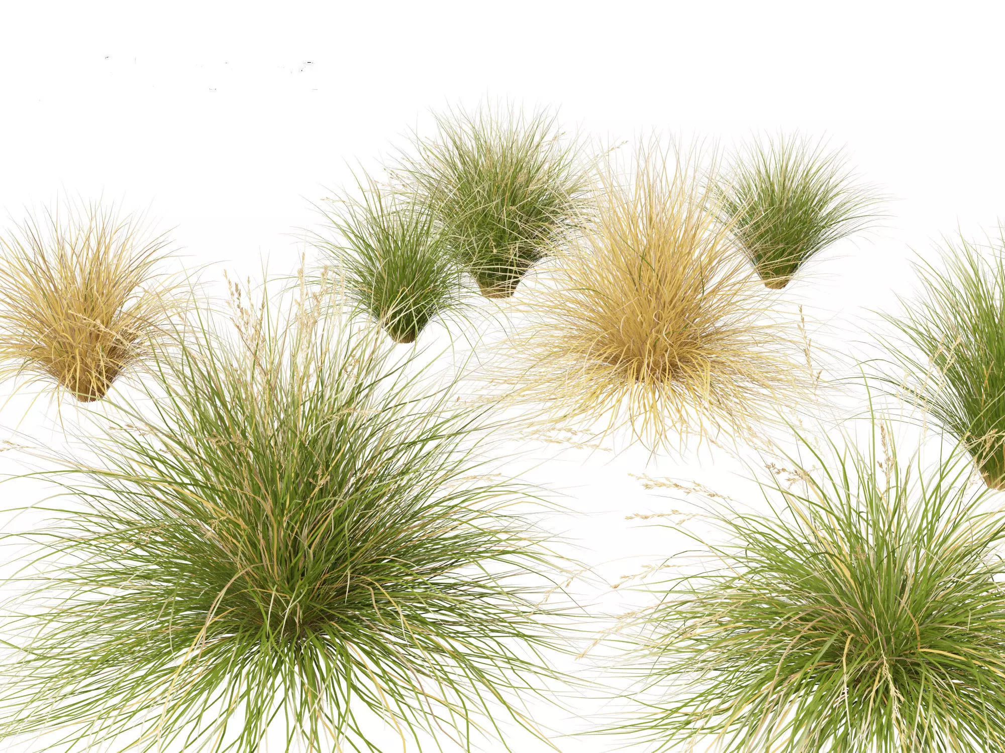 Ornamental Grasses Groundcovers Pack 48 3D model_3