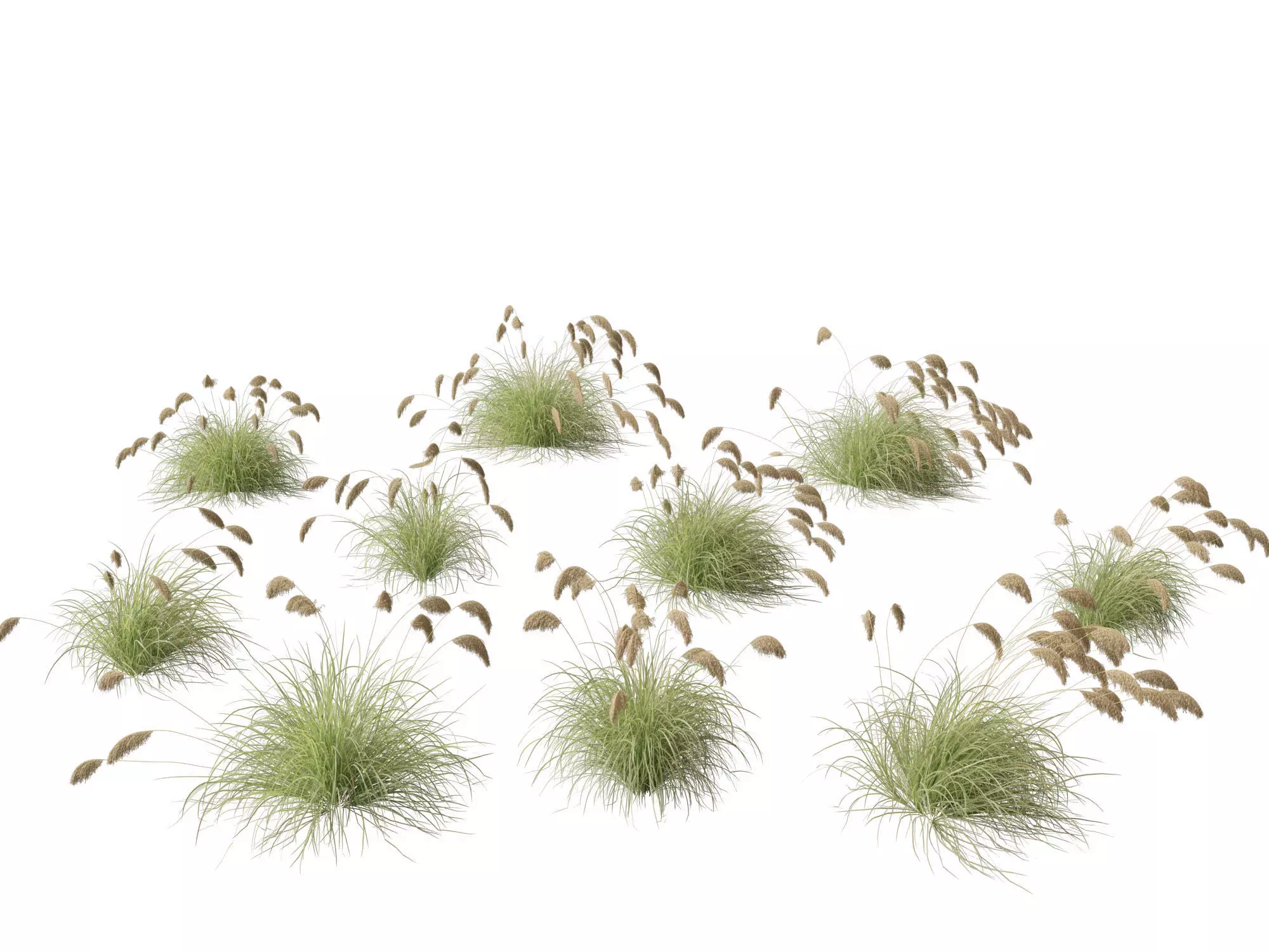 Ornamental Grasses Groundcovers Pack 48 3D model_4