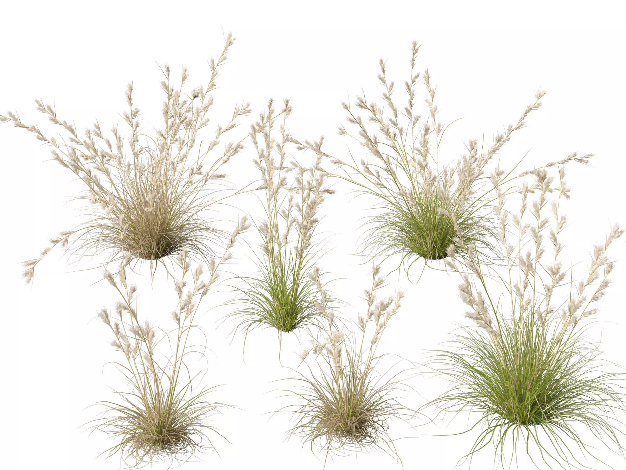 Ornamental Grasses Groundcovers Pack 48 3D model_6