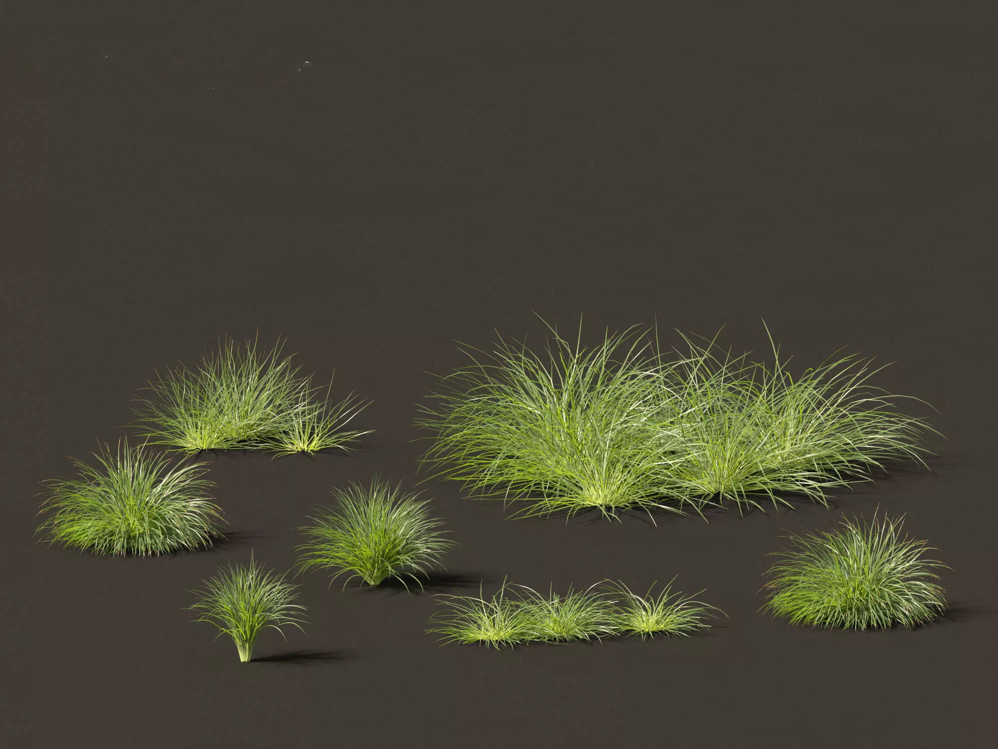 Ornamental Grasses Groundcovers Pack 48 3D model_16