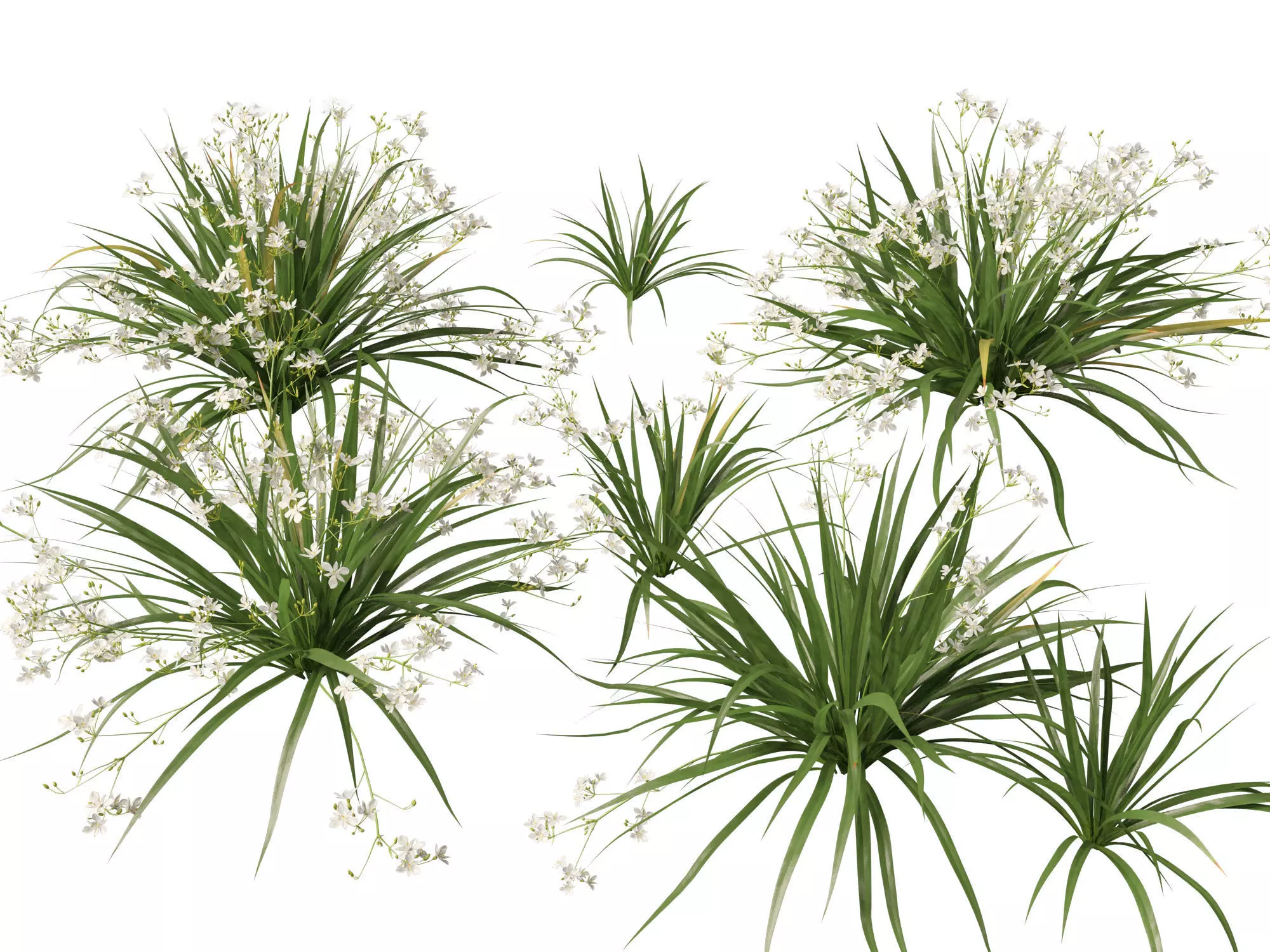 Ornamental Grasses Groundcovers Pack 48 3D model_14