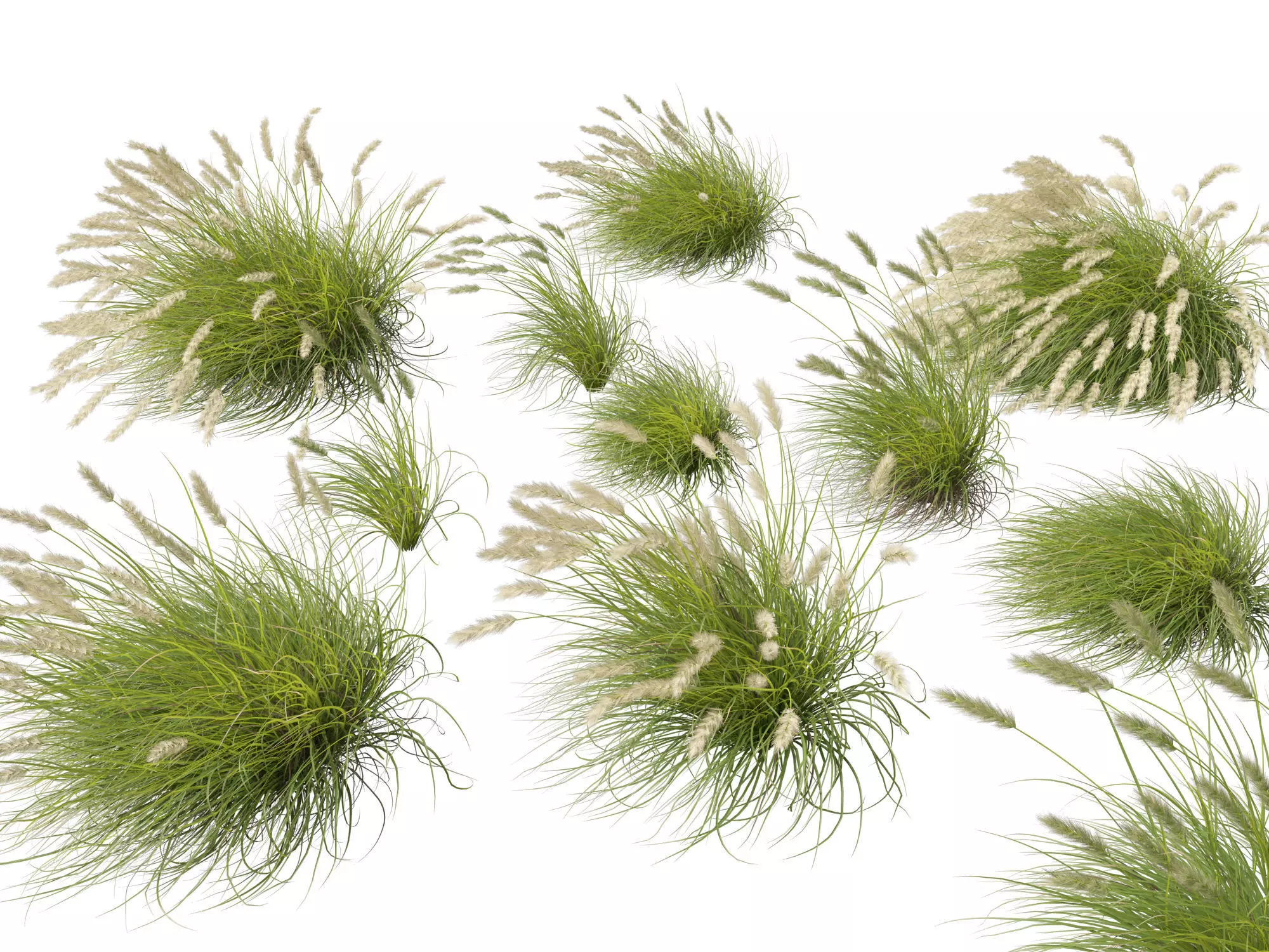 Ornamental Grasses Groundcovers Pack 48 3D model_20