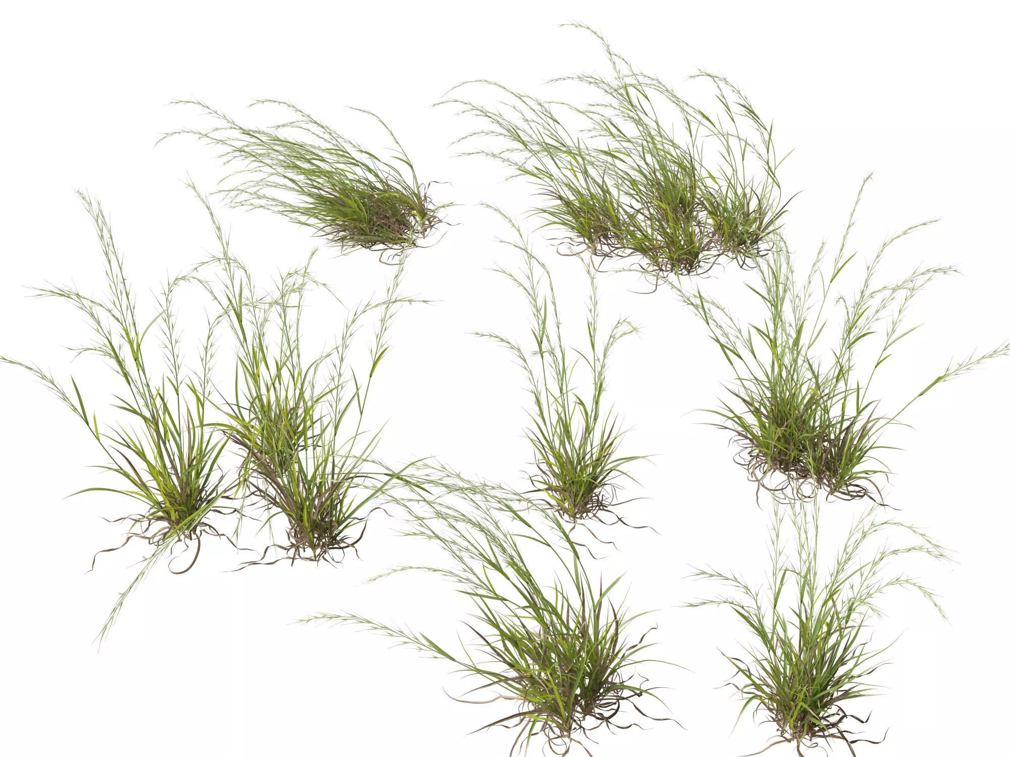 Ornamental Grasses Groundcovers Pack 48 3D model_19