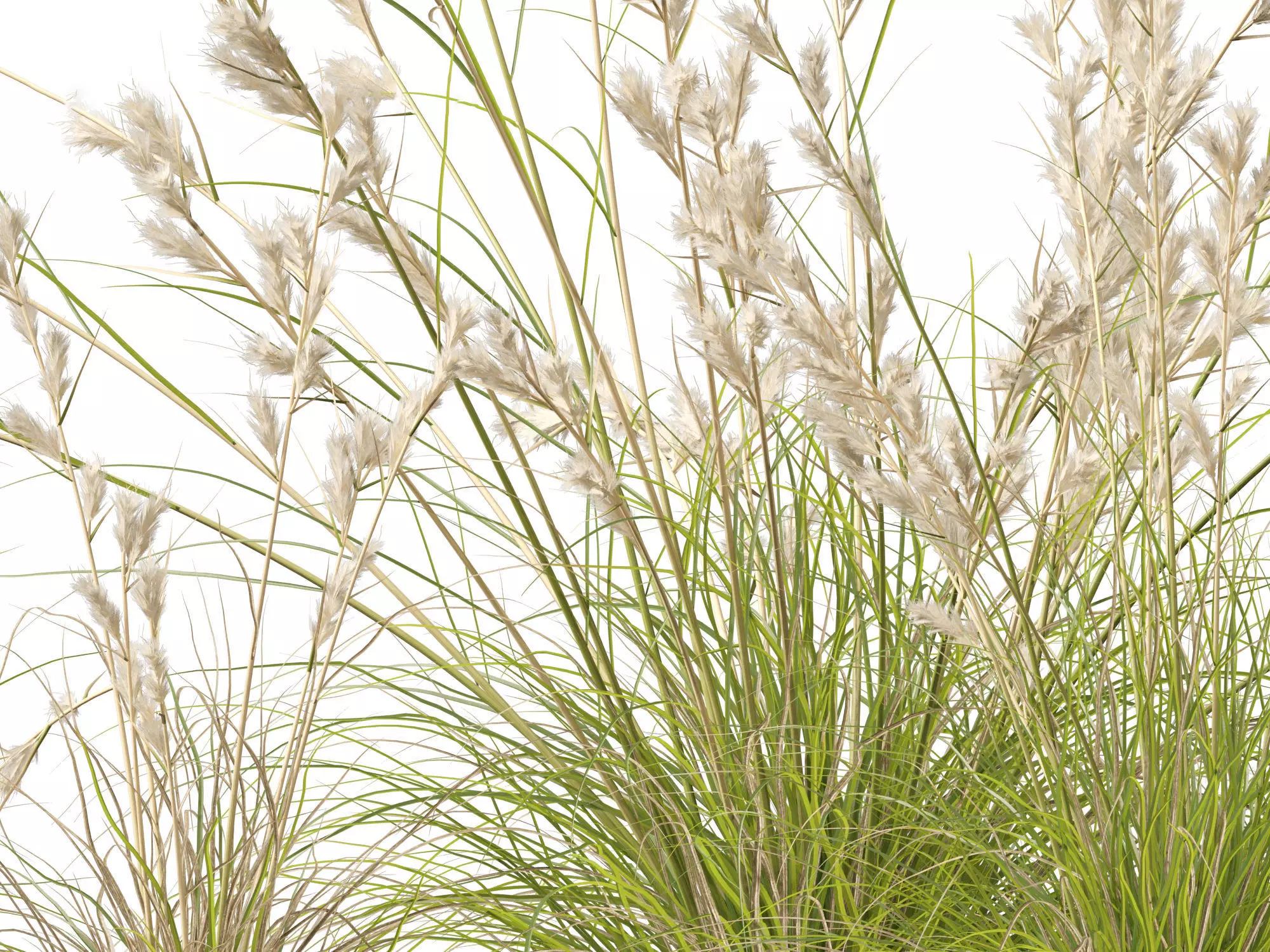 Ornamental Grasses Groundcovers Pack 48 3D model_5