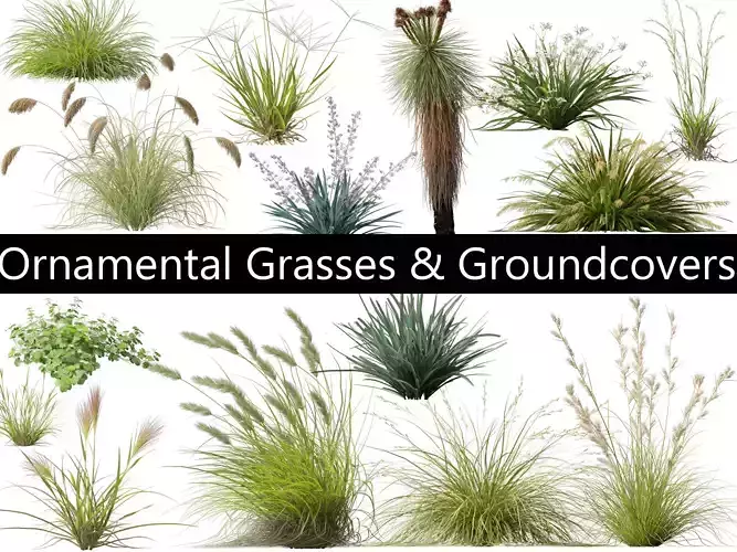 Ornamental Grasses Groundcovers Pack 48 3D model Ornamental Grasses Groundcovers Pack 48 3D model