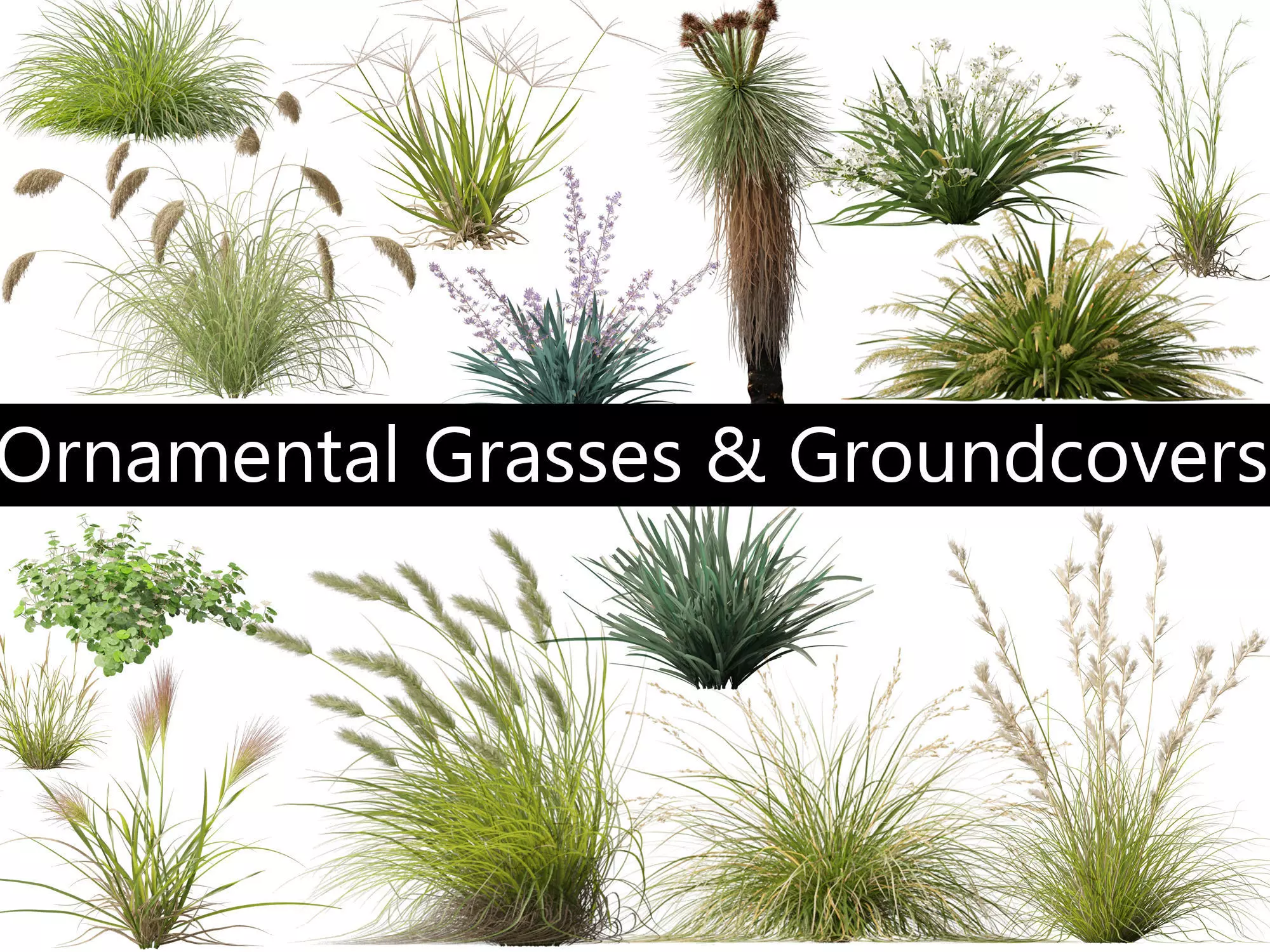 Ornamental Grasses Groundcovers Pack 48 3D model_0
