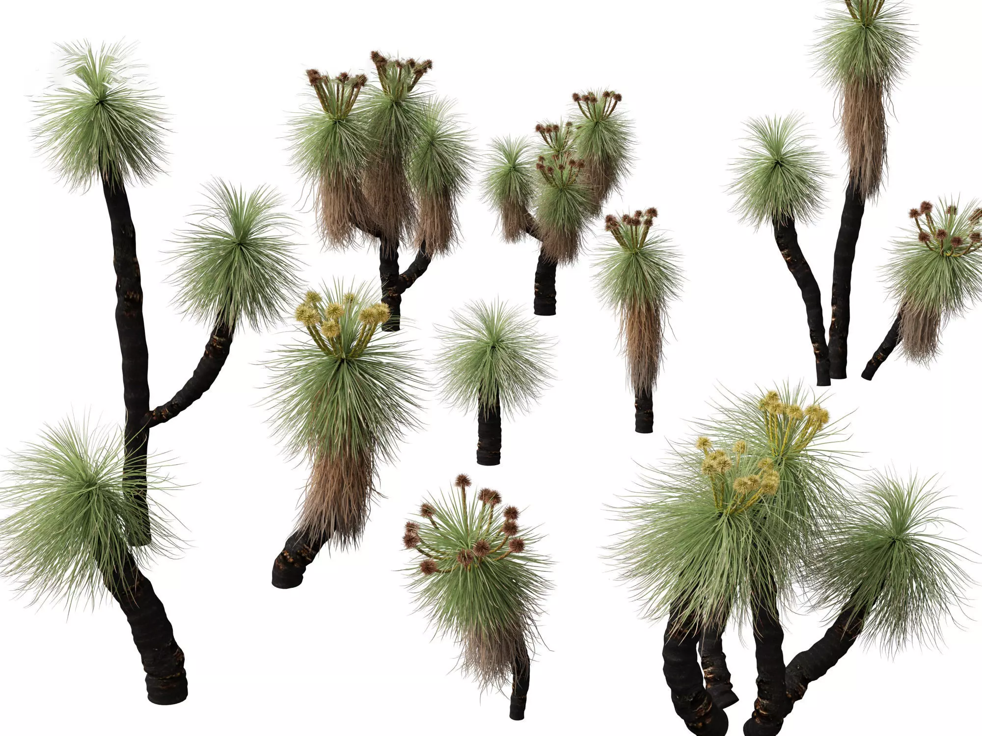 Ornamental Grasses Groundcovers Pack 48 3D model_13