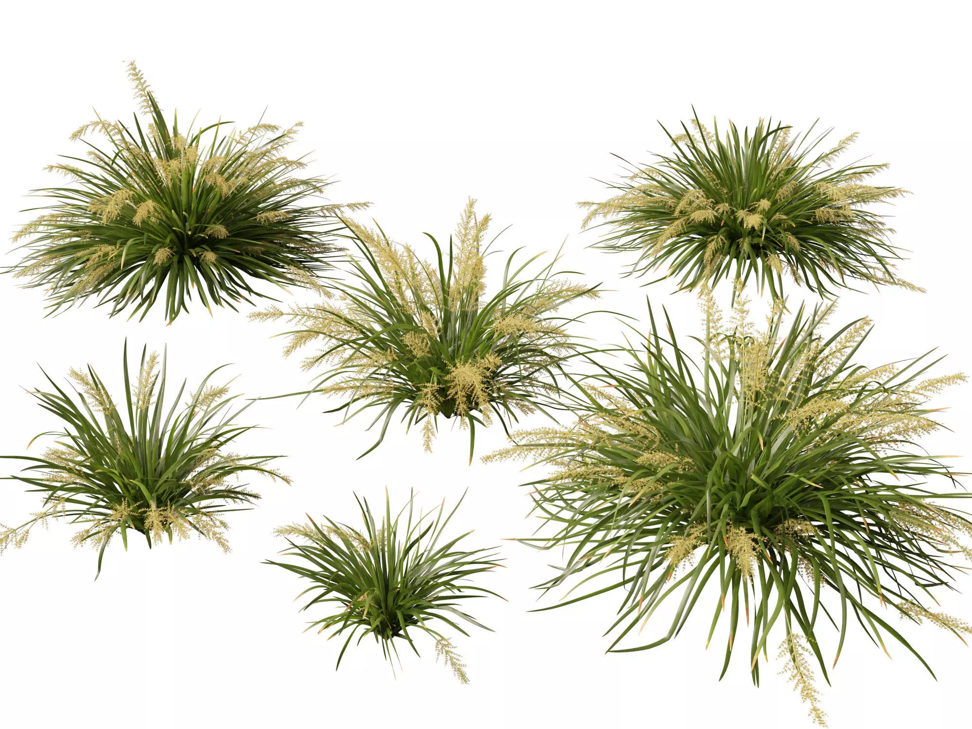 Ornamental Grasses Groundcovers Pack 48 3D model_18