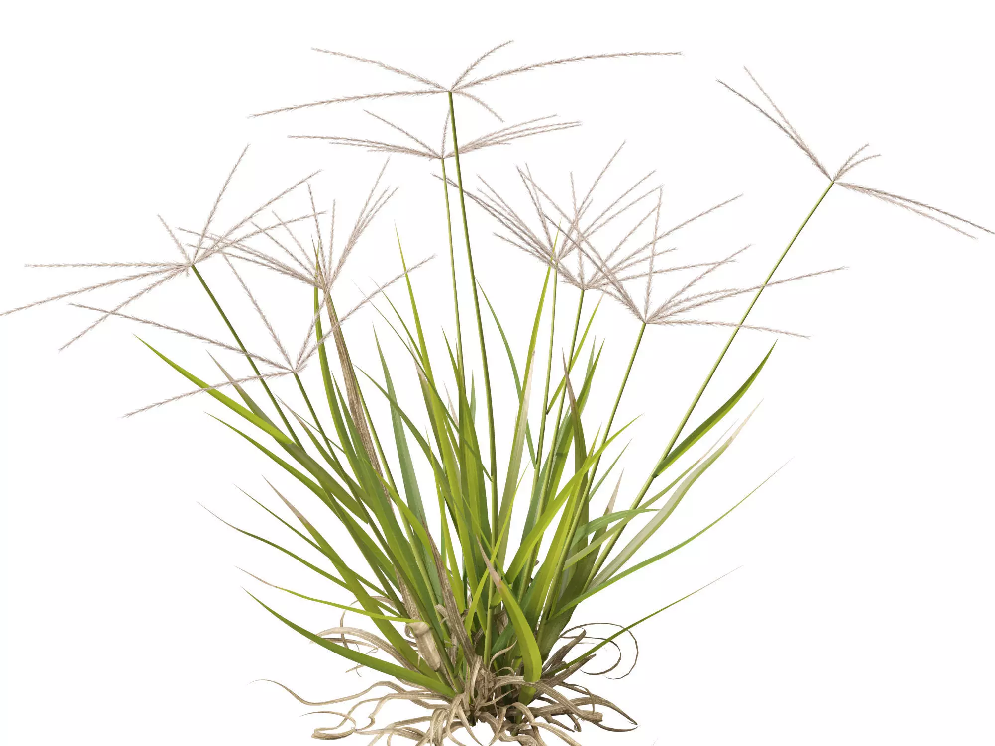 Ornamental Grasses Groundcovers Pack 48 3D model_10
