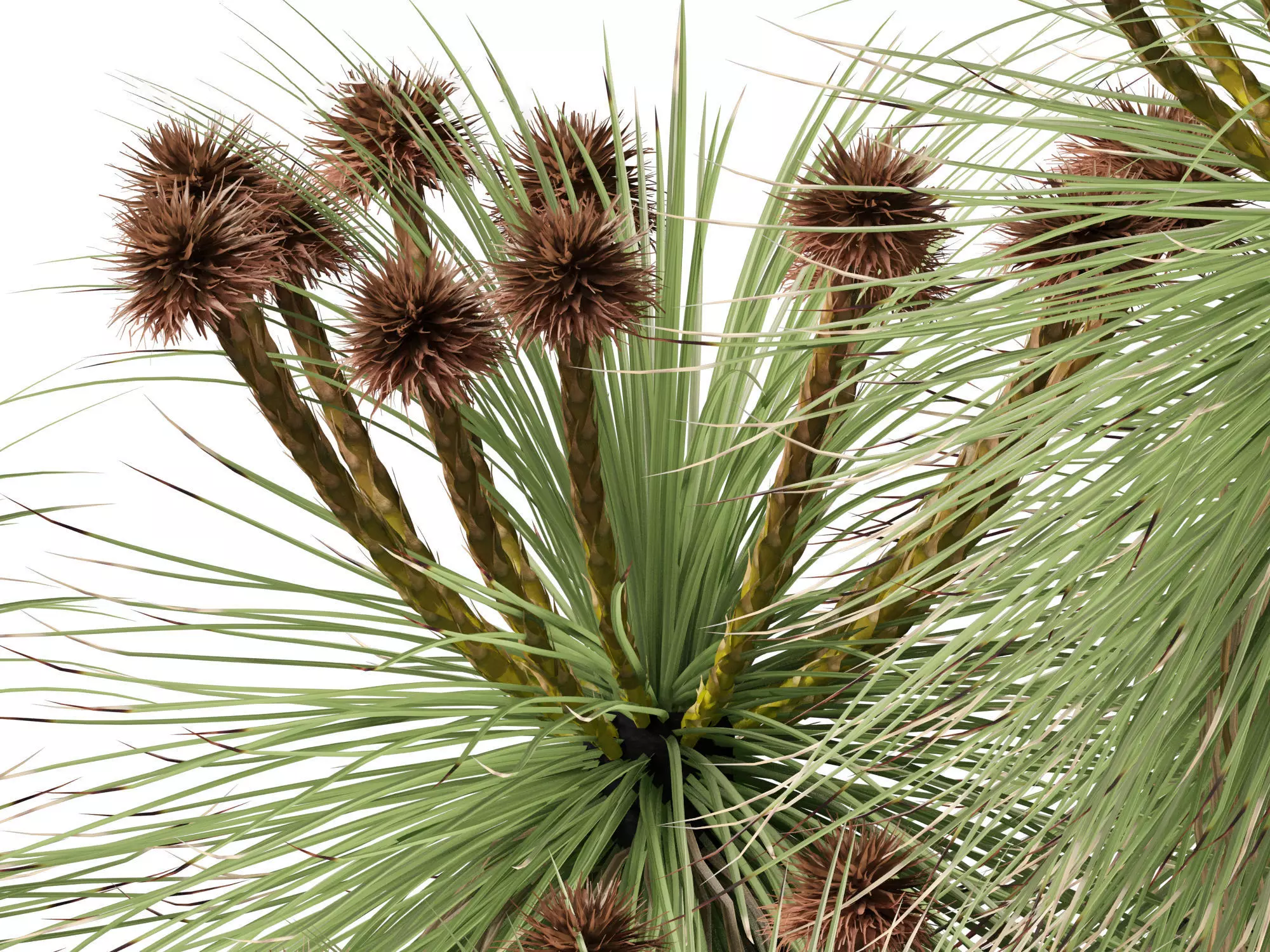 Ornamental Grasses Groundcovers Pack 48 3D model_12