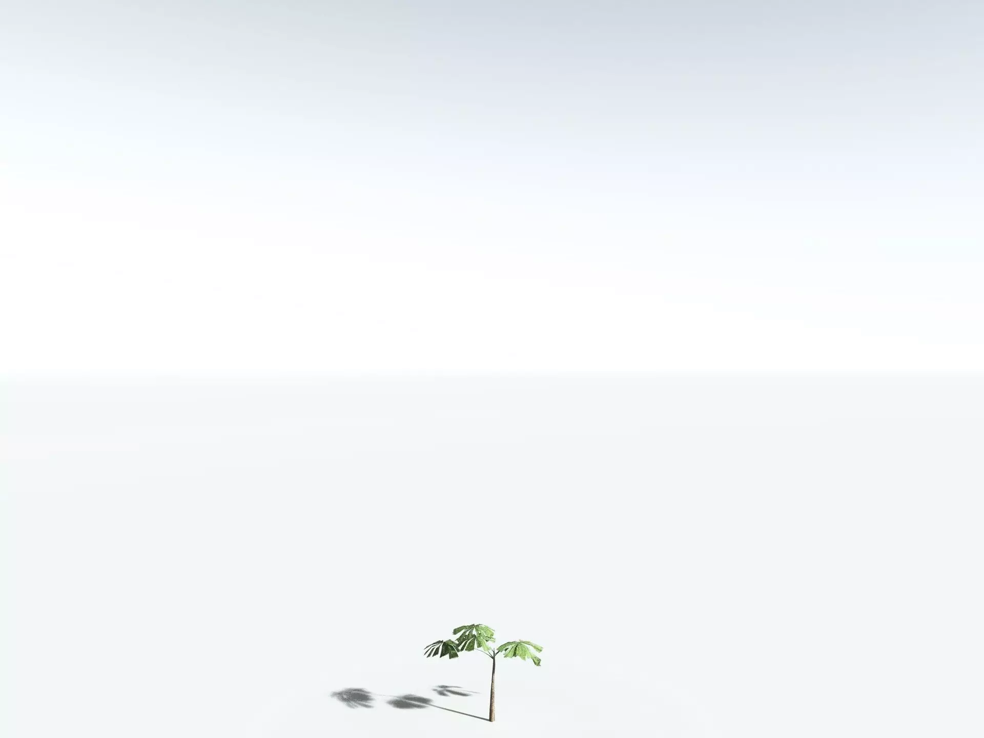 EVERYPlant Australian Fan Palm LowPoly Low-poly 3D model_26