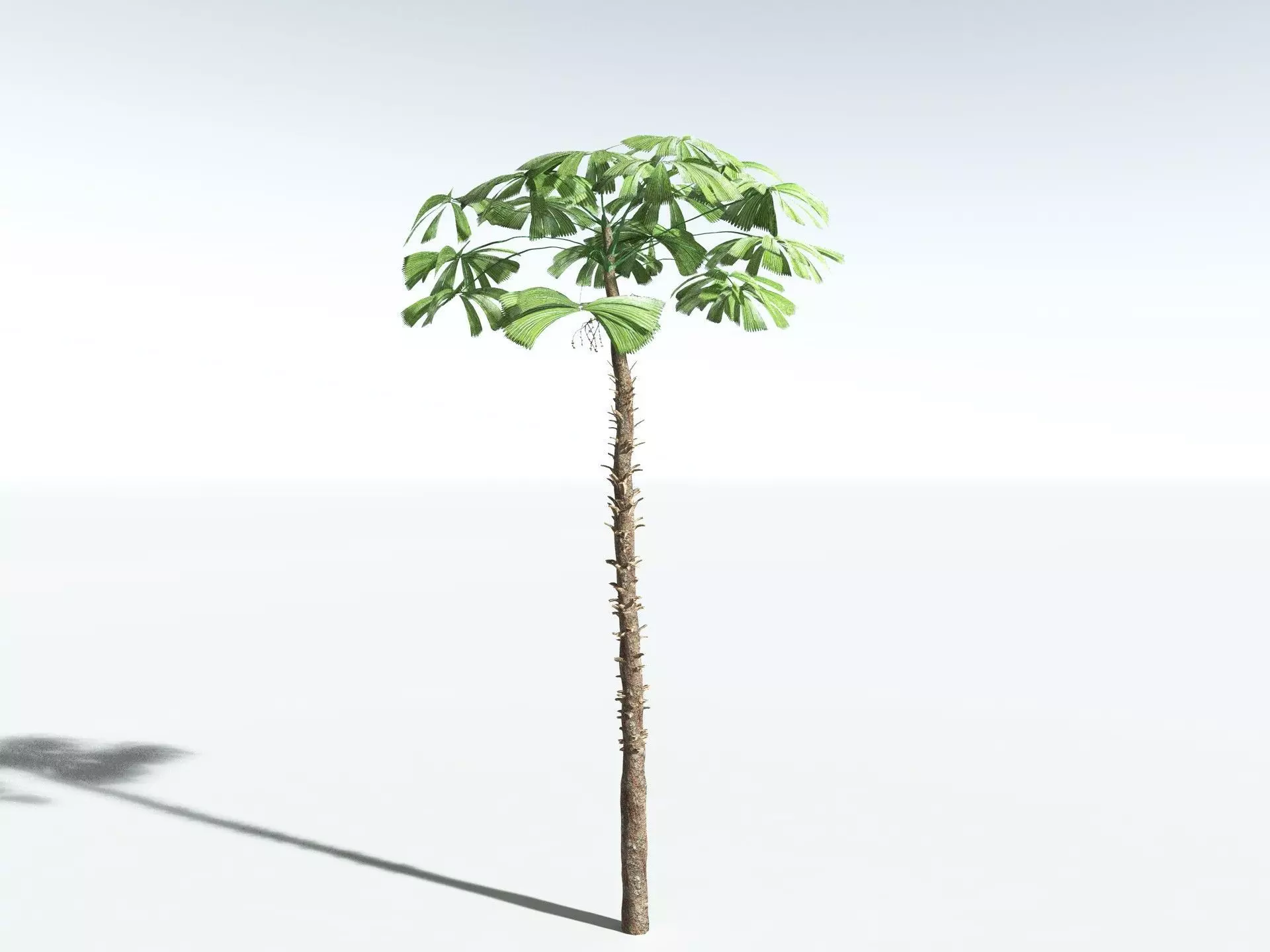 EVERYPlant Australian Fan Palm LowPoly Low-poly 3D model_0