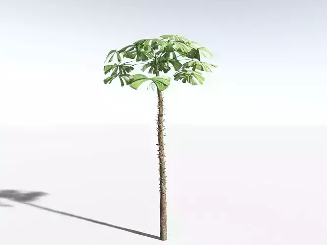 EVERYPlant Australian Fan Palm LowPoly