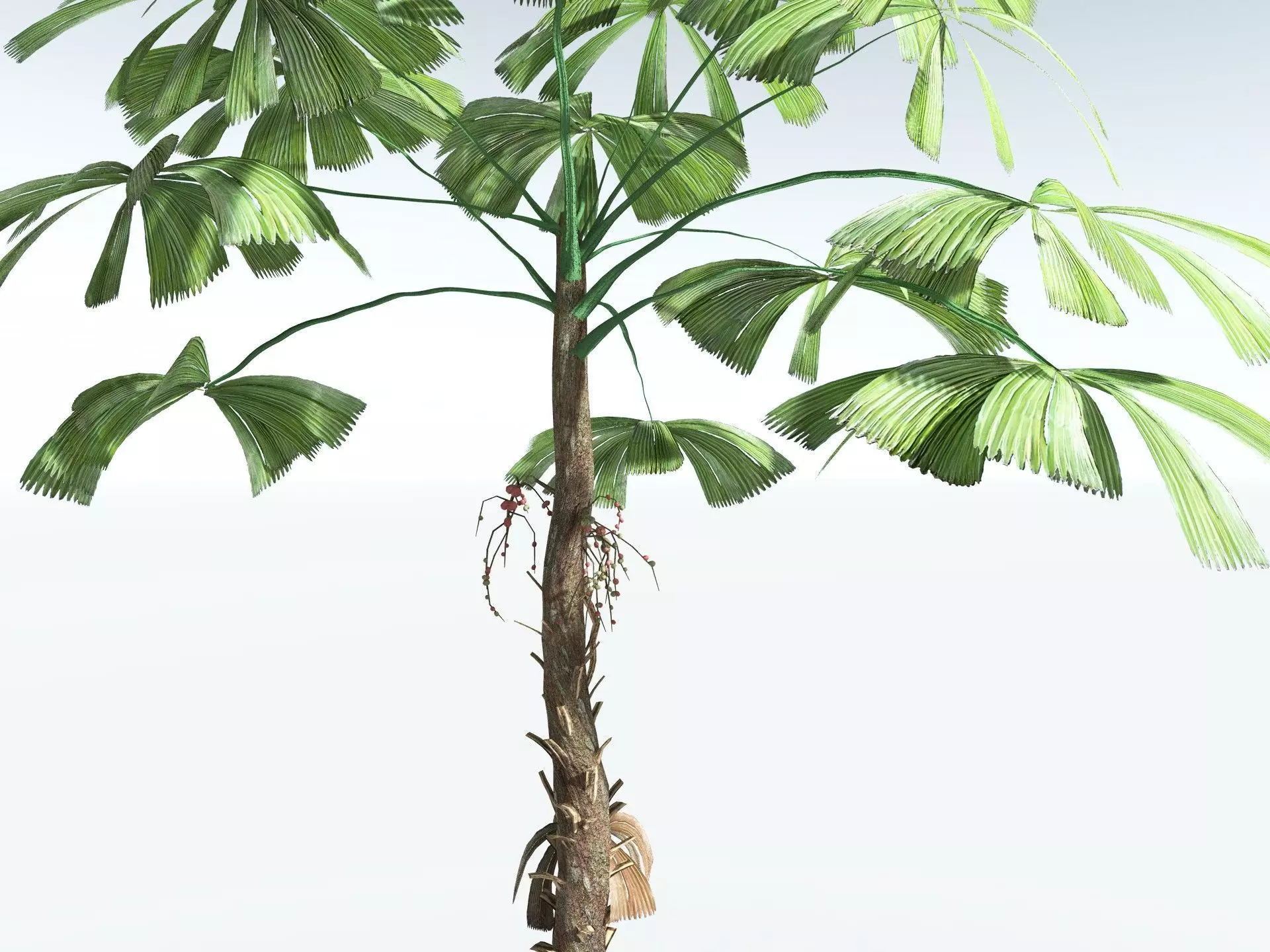 EVERYPlant Australian Fan Palm LowPoly Low-poly 3D model_9