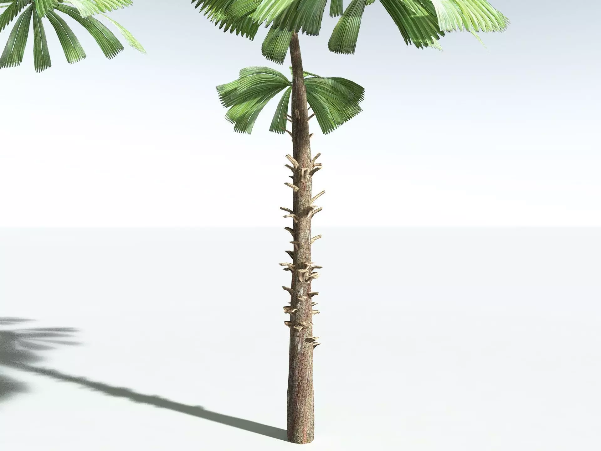 EVERYPlant Australian Fan Palm LowPoly Low-poly 3D model_25
