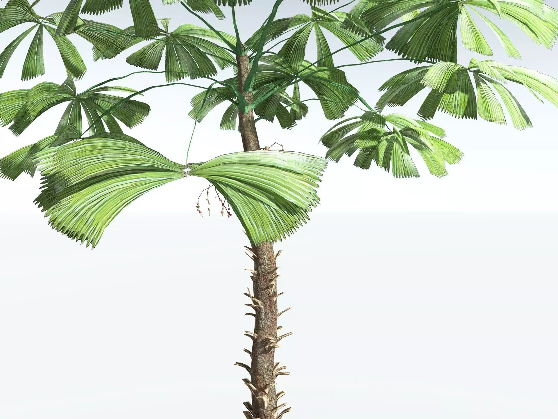 EVERYPlant Australian Fan Palm LowPoly Low-poly 3D model_1