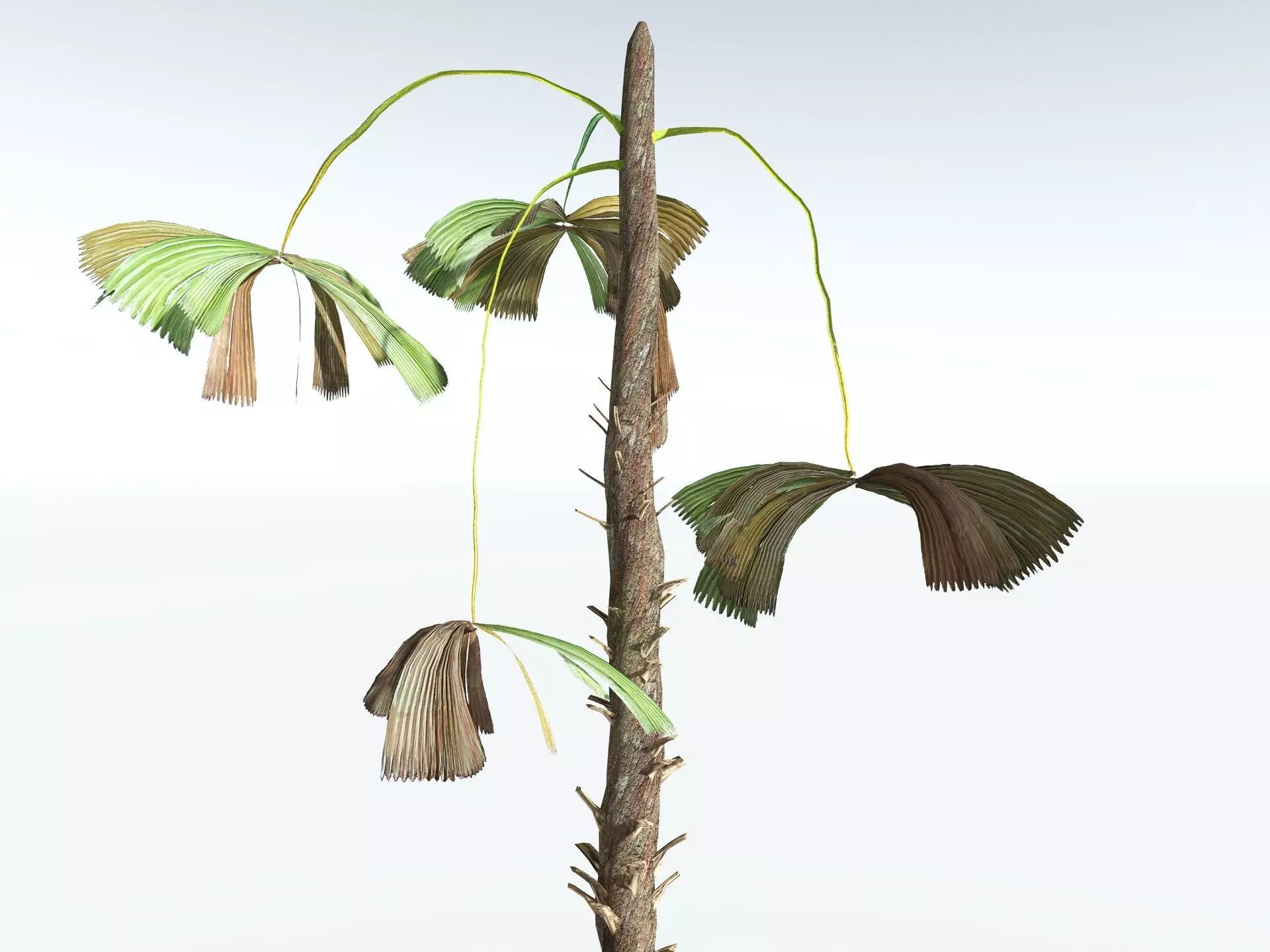 EVERYPlant Australian Fan Palm LowPoly Low-poly 3D model_15
