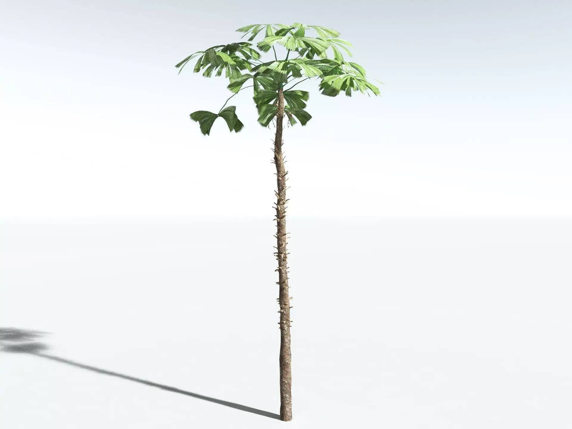 EVERYPlant Australian Fan Palm LowPoly Low-poly 3D model_20