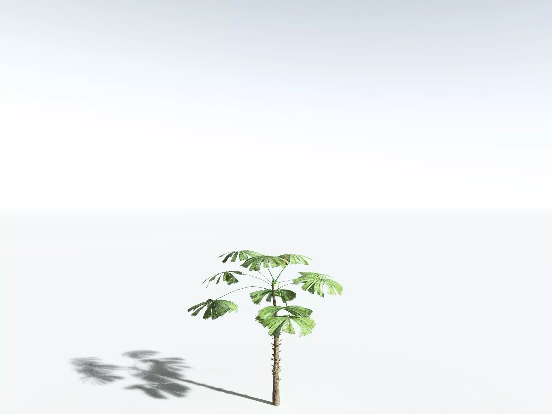 EVERYPlant Australian Fan Palm LowPoly Low-poly 3D model_24